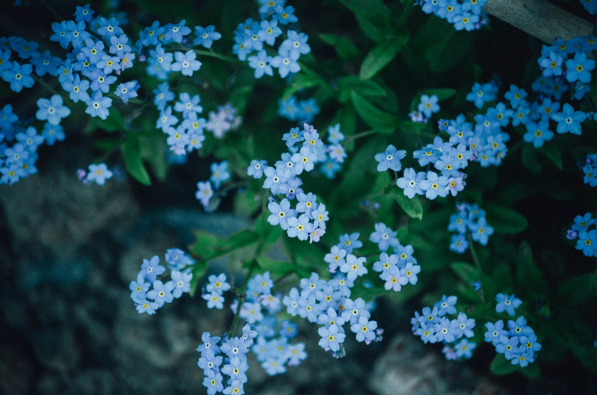 Forget me not flowers